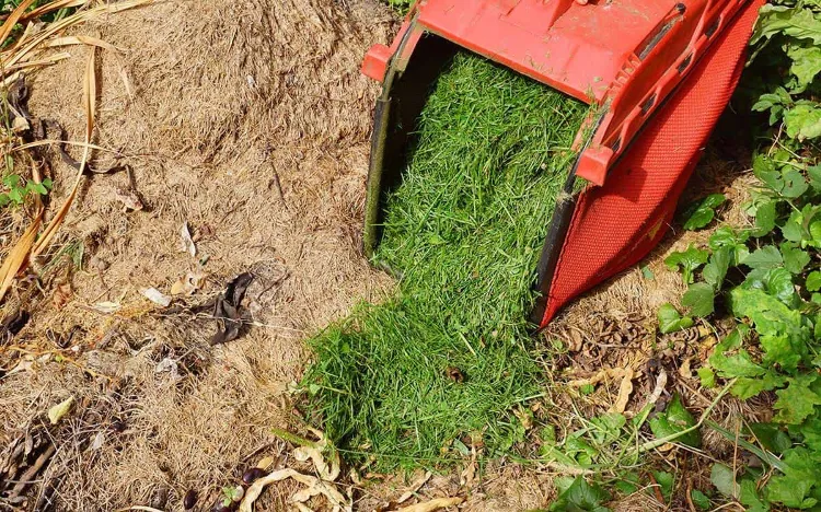 comment mulcher son gazon pelouse methode tondeuse mulching avis avantages inconvenients paillage engrais naturel