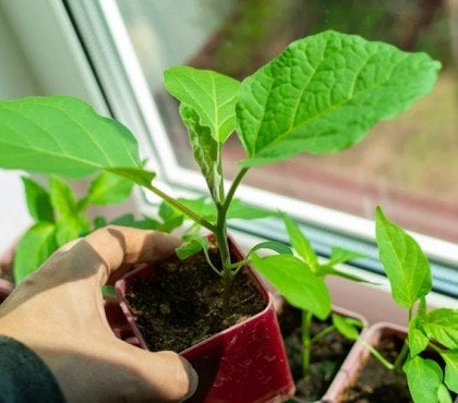 comment planter aubergines quand démarrer semis intérieur repiquer pleine terre