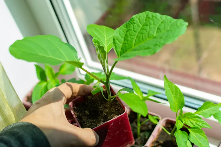 comment planter aubergines quand démarrer semis intérieur repiquer pleine terre