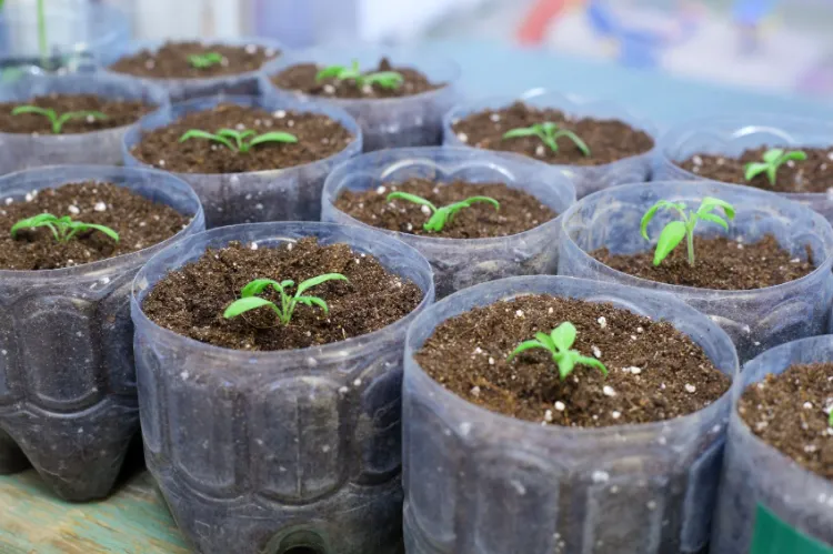 comment planter les aubergines quand démarrer semis intérieur repiquer pleine terre