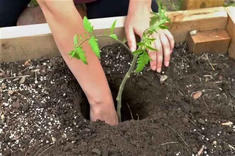 comment planter les plants de tomates