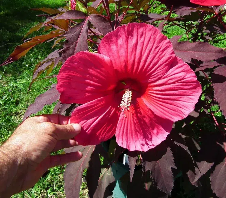 comment planter un hibiscus des marais en pleine terre en pot guide conseils entretien aménagement jardin plante à fleurs géantes