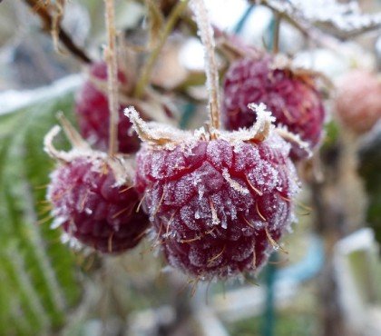 comment protéger l arbre fruitier du gel tardif