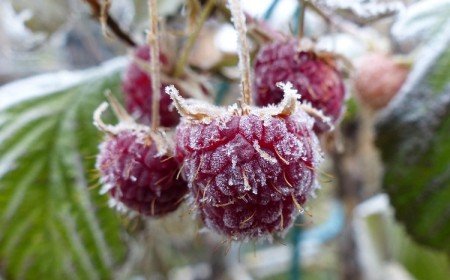 comment protéger l arbre fruitier du gel tardif