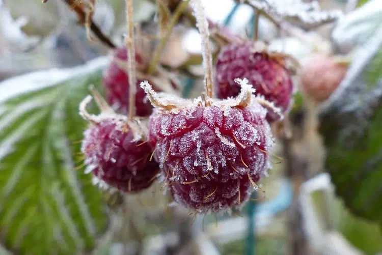 comment protéger les arbres fruitiers du gel