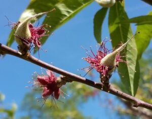 comment protéger un arbre en fleurs du gel températures printanières tromper arbres fleurir