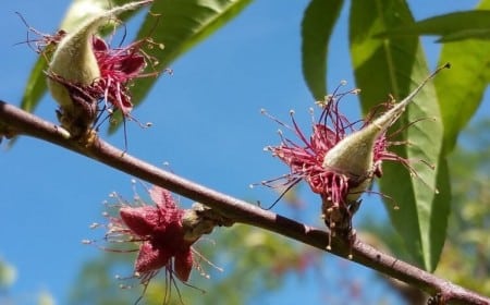 comment protéger un arbre en fleurs du gel températures printanières tromper arbres fleurir