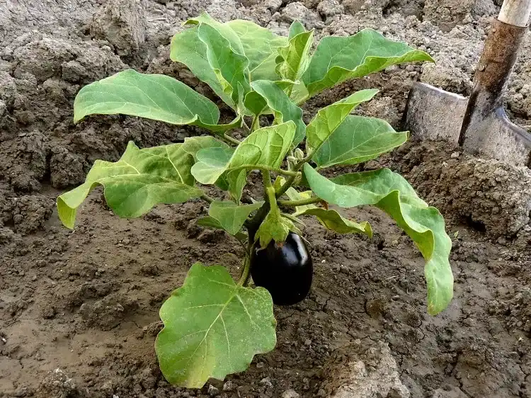 comment quand planter aubergines démarrer semis intérieur repiquer pleine terre