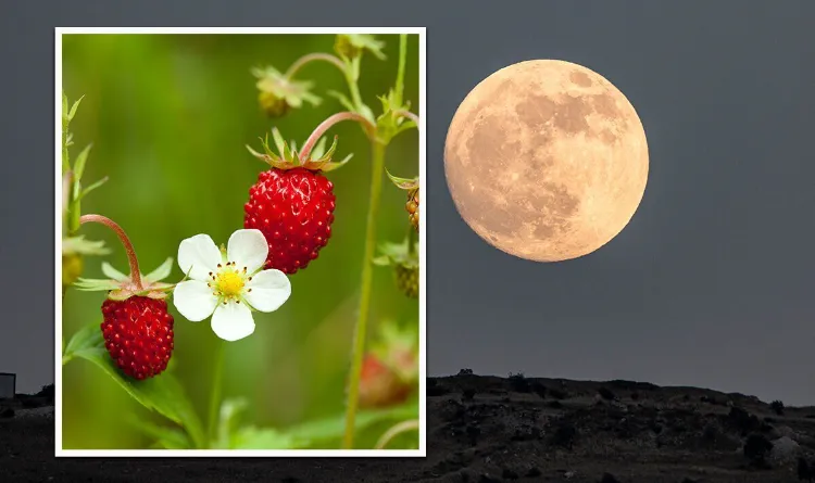comment quand planter les fraisiers avec le calendrier lunaire mars avril 2023