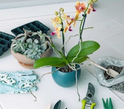 comment rempoter votre orchidée