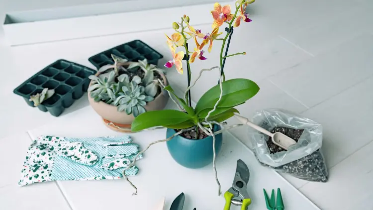 comment rempoter votre orchidée