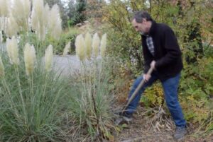 comment se débarrasser de l herbe de la pampa