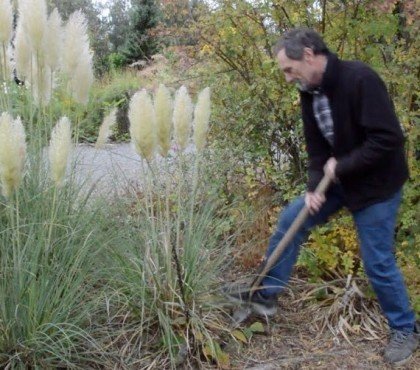 comment se débarrasser de l herbe de la pampa