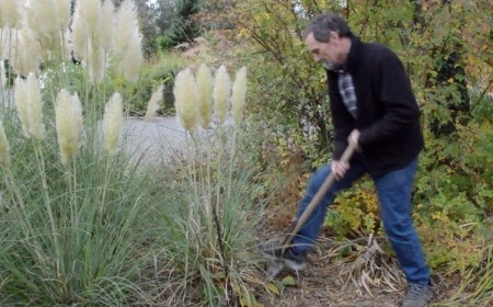comment se débarrasser de l herbe de la pampa