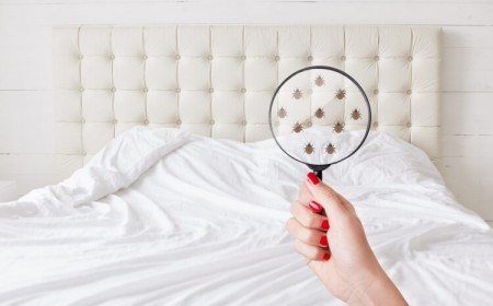 comment se débarrasser des puces de lit