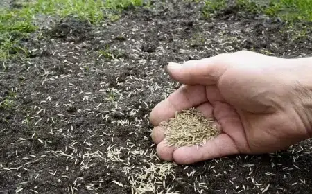 comment semer gazon au printemps guide pratique avoir une belle pelouse