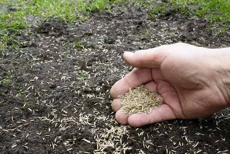 Période pour semer du gazon : conseils pratiques et astuces de jardinage
