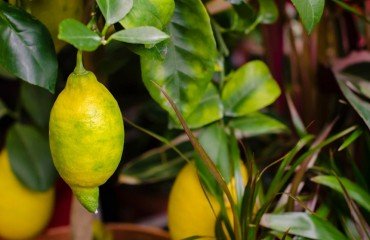citronnier à feuilles jaunes