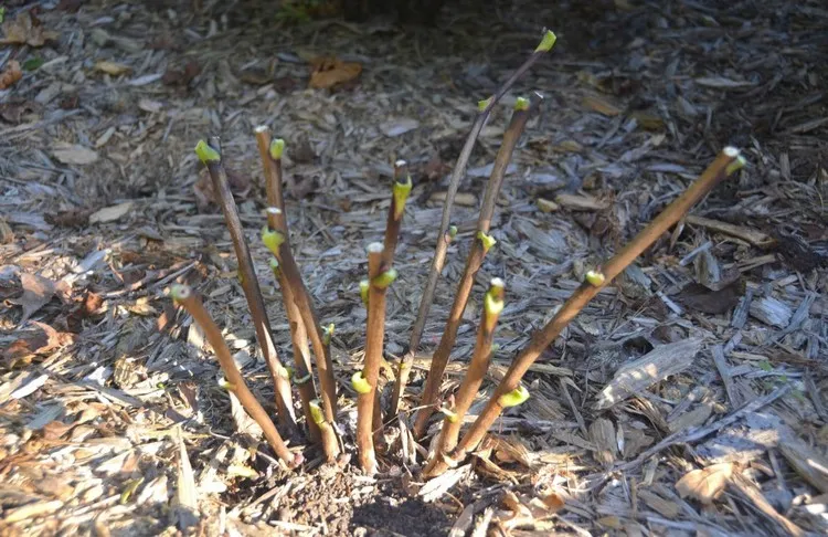 comment tailler les pivoines arbustives au printemps bons gestes à adopter stimuler la floraison