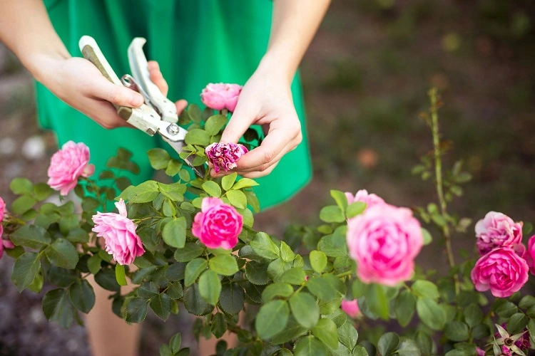 comment tailler les rosiers au printemps