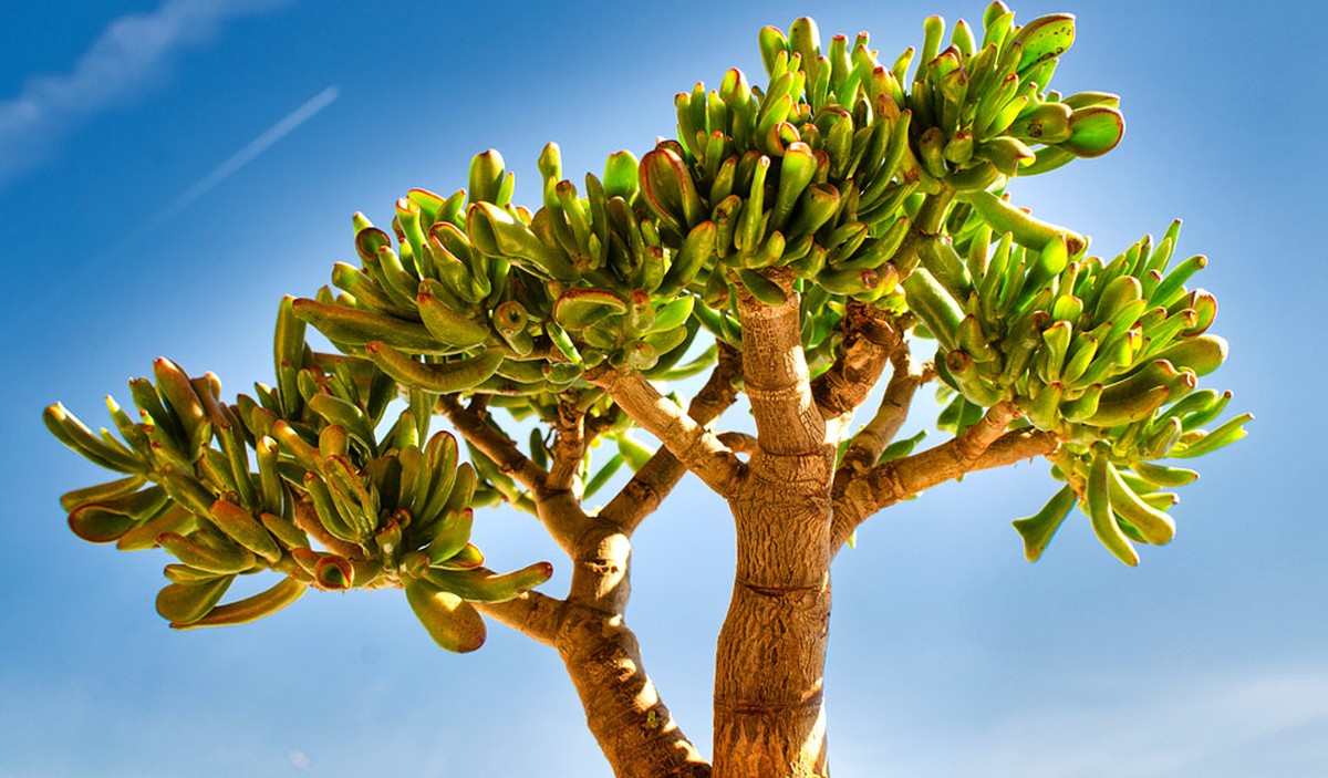 comment tailler un arbre de Jade 2026