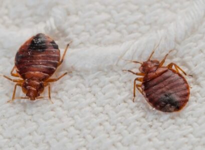 comment tuer les punaises de lit pour toujours