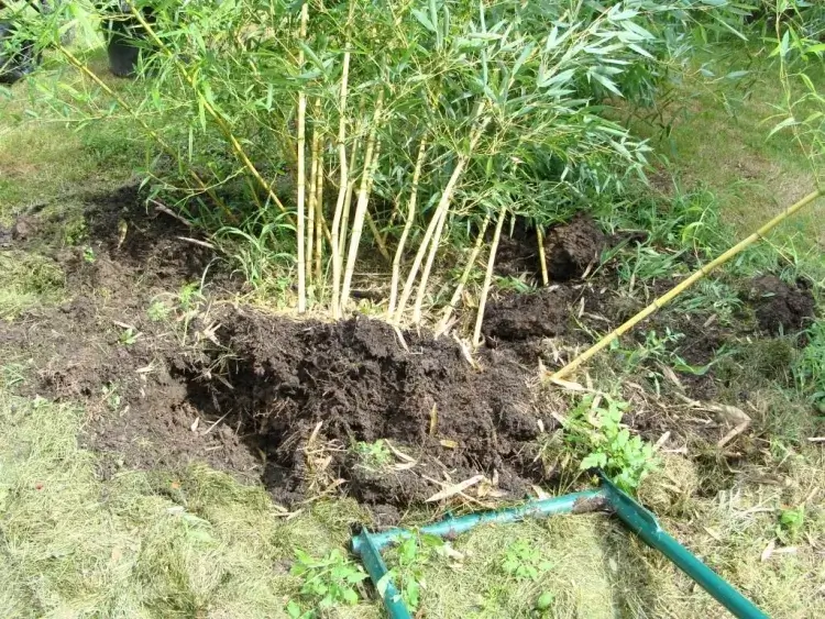 comment tuer rhizome bambou éradiquer bêche pelle pioche profondeur demi mètre