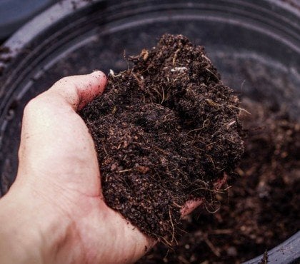 conseils astuces pour reutiliser terre pot plante morte sans risque