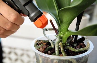 engrais orchidée levure maison plantes dosage