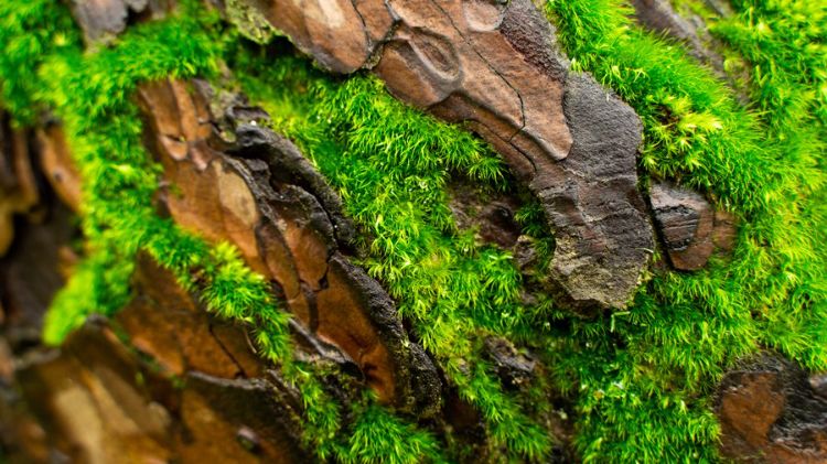 enlever la mousse des arbres bonne ou mauvaise idée