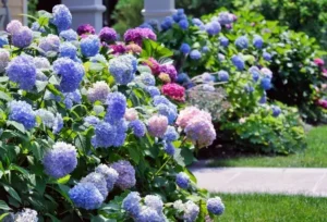 entretien hortensia pleine terre en pot erreurs courantes à éviter avoir une floraison généreuse tout été