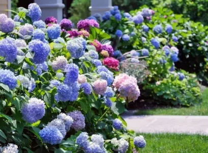 entretien hortensia pleine terre en pot erreurs courantes à éviter avoir une floraison généreuse tout été