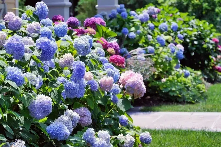 entretien hortensia pleine terre en pot erreurs courantes à éviter avoir une floraison généreuse tout été