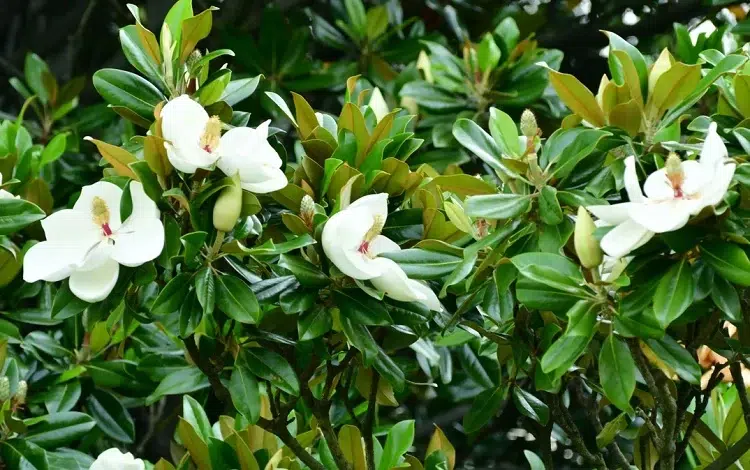 entretien magnolia arbuste