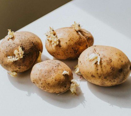 étapes réussir à faire germer les pommes de terre avant de les planter au jardin mars printemps 2023