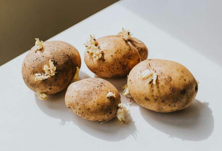 étapes réussir à faire germer les pommes de terre avant de les planter au jardin mars printemps 2023