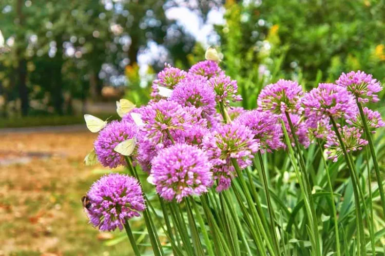 faire pousser engrais naturel fleur pot terre organique