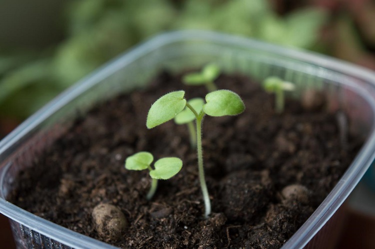 faire ses semis intérieur partir graines étapes calendrier jardinage avril idées