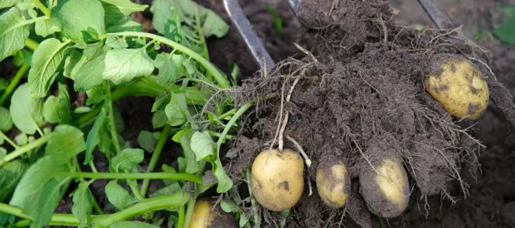 fait germer vos pommes de terre reussir etapes chez soi jardin avant la plantation