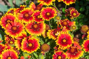 fleurs vivaces longue floraison soleil tiges mi ombre en pot