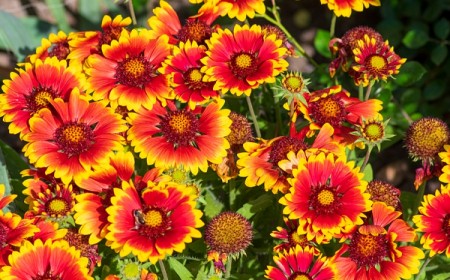 fleurs vivaces longue floraison soleil tiges mi ombre en pot