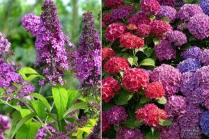 fleurs vivaces petite taille