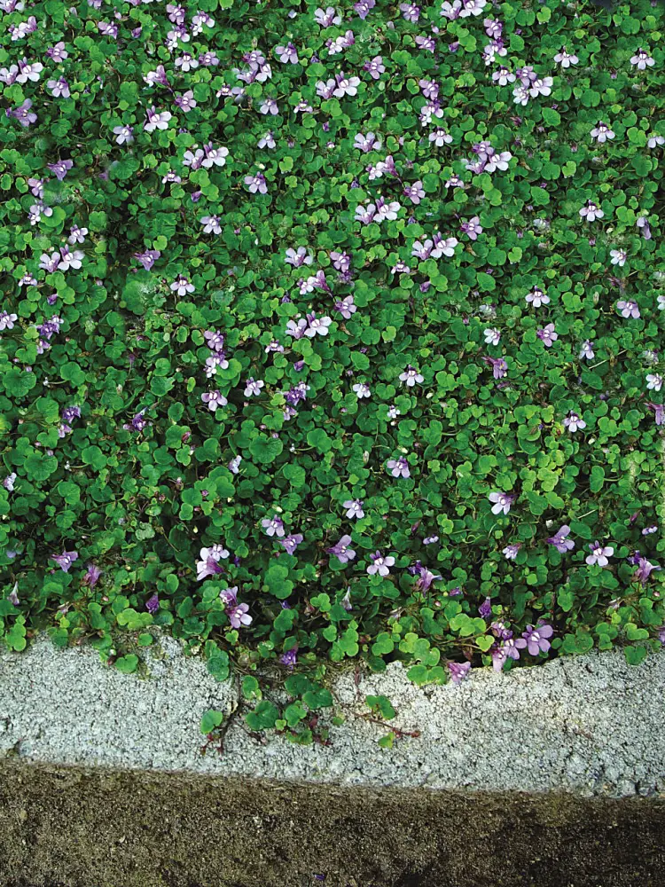 lierre de kenilworth plante couvre sol résistante au piétinement