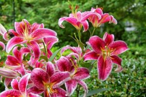 massif 4 saisons lys oriental stargazer
