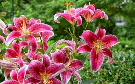 massif 4 saisons lys oriental stargazer