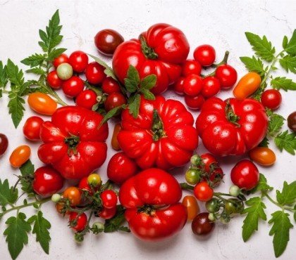meilleures variétés de tomates à cultiver