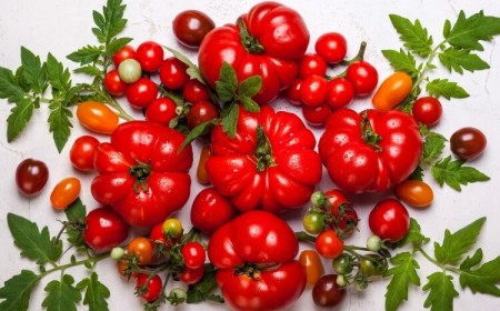 meilleures variétés de tomates à cultiver