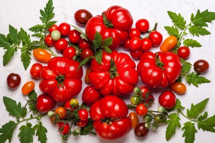 meilleures variétés de tomates à cultiver