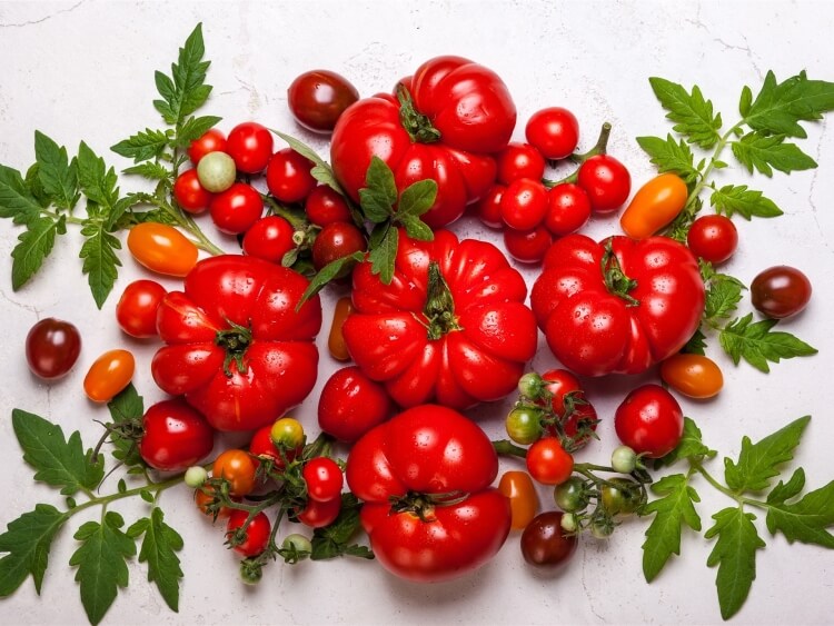 Variétés de tomates qui ont le meilleur goût, le plus grand rendement et  qui sont les plus résistantes