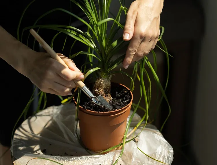 moisi sur la terre de plante d'intérieur comment éviter la moisissure sur le terreau